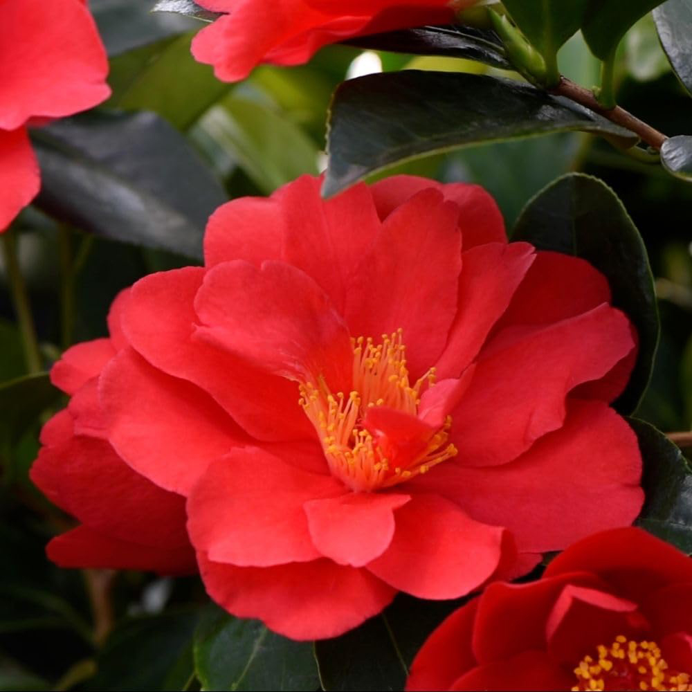 Thompson and Morgan Nurseryman's Choice Camellia Plant Pot 1.5L Image 4
