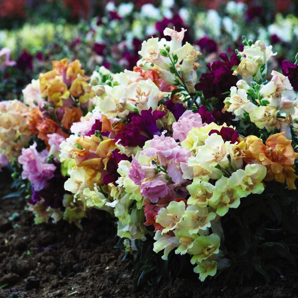 Thompson and Morgan Antirrhinum Mini Butterflies Garden Ready Plant 30 Pack Image 2