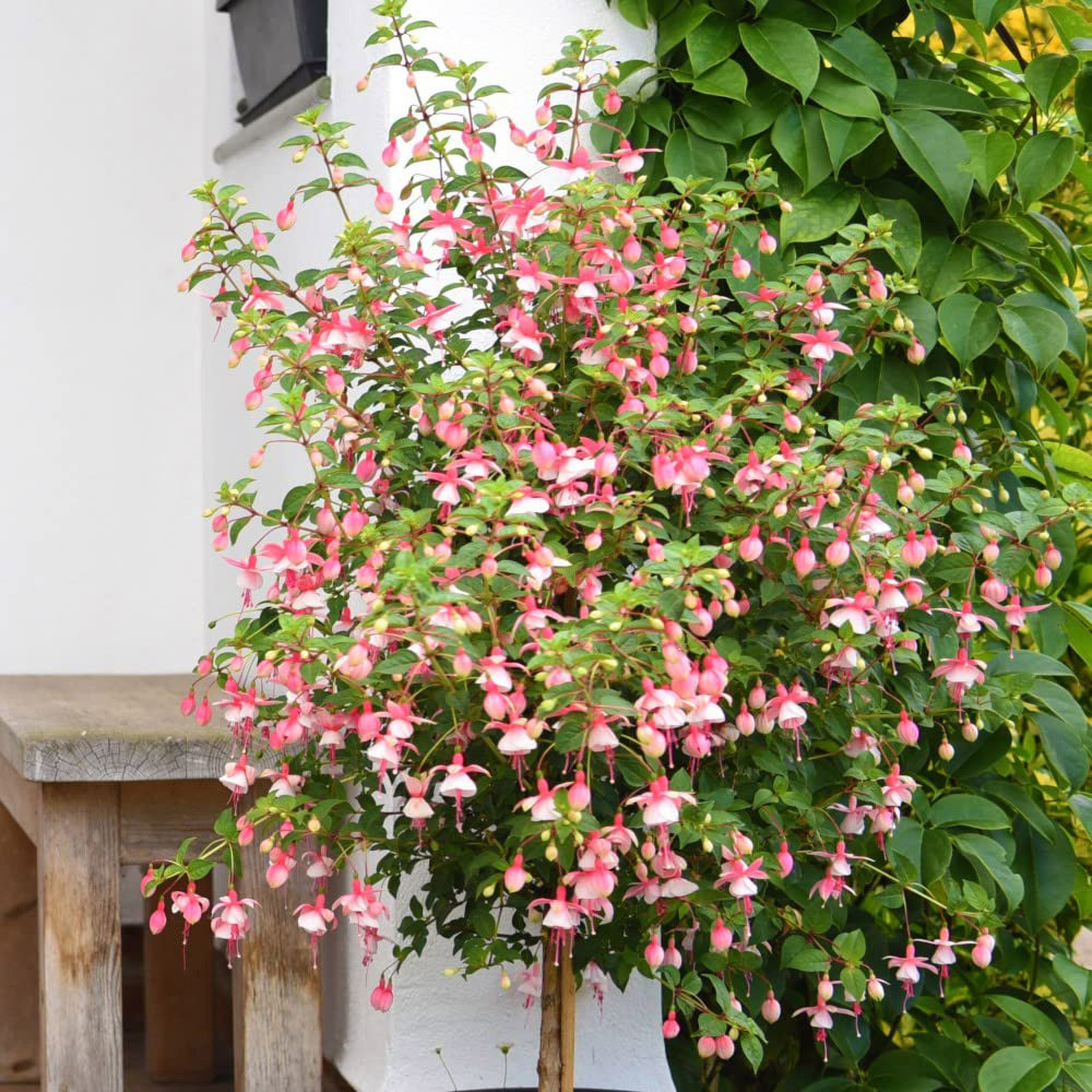 Thompson and Morgan Fuchsia Quarter Standard Elma Plant Pot 19cm 2 Pack Image 1