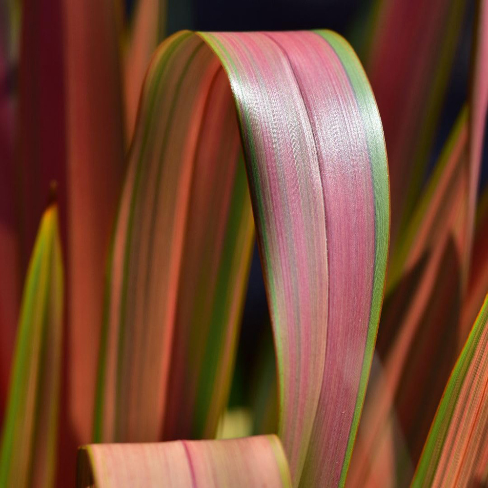 Thompson and Morgan Phormium Tenax Jester Plant Pot 9cm Image 2