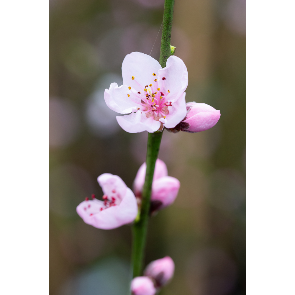 Frank P Matthews Trees Almond Prunus Ingrid St. Julien A Bush Tree in Pot 12L Image 2