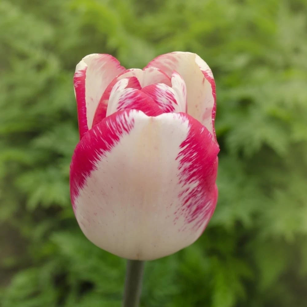 Thompson and Morgan Tulip Colour Changing Collection Planting Bulb 64 Pack Image 4