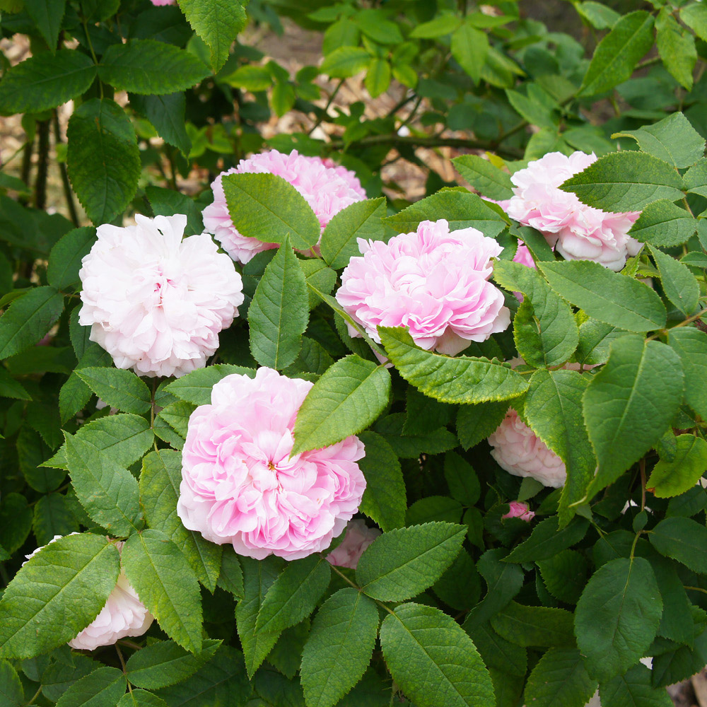 YouGarden Jacques Cartier Bare Root Rose 2 Pack Image 2