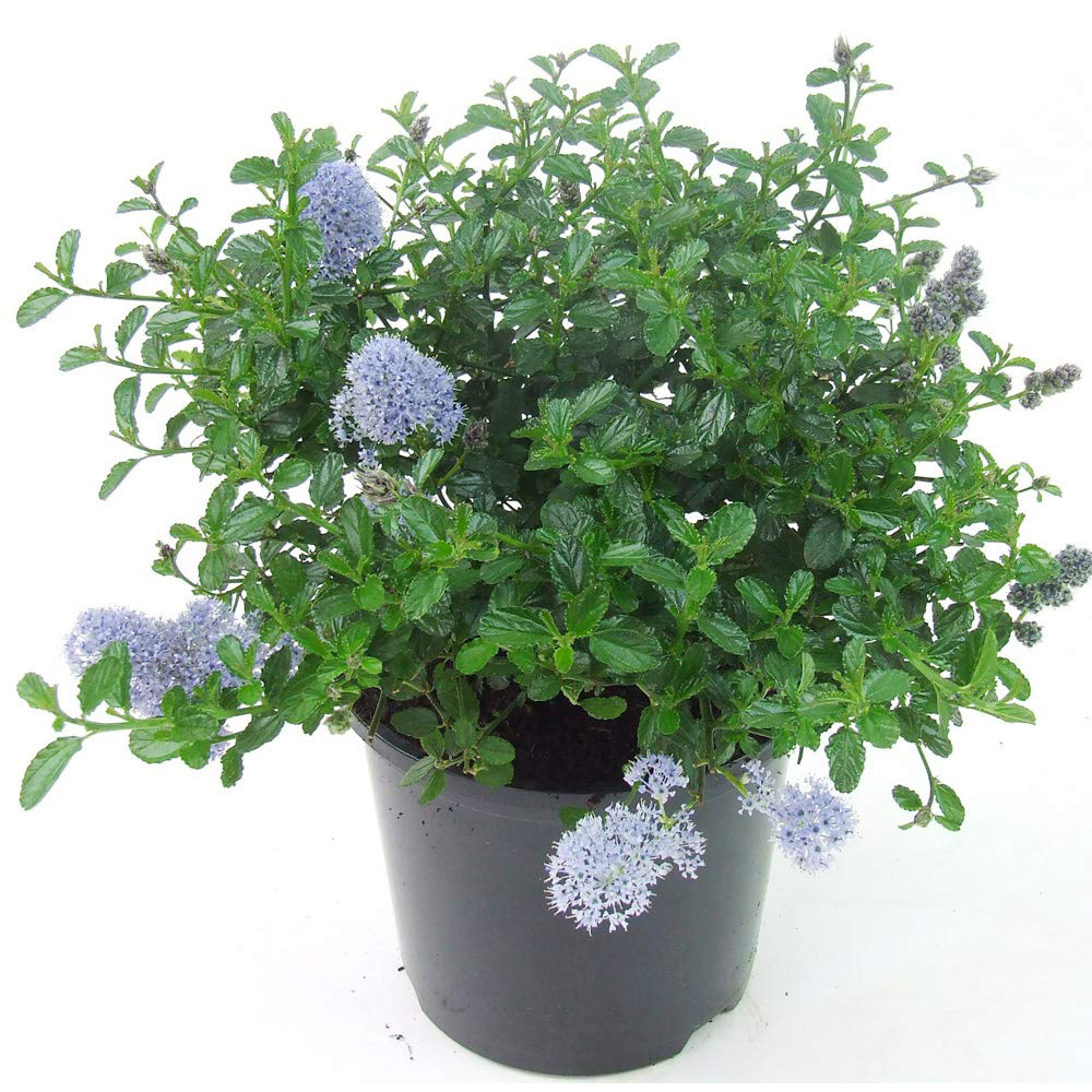 Thompson and Morgan Ceanothus Repens Plant Pot 3.6L Image 4