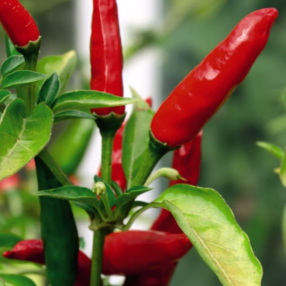 Thompson and Morgan Tabasco Chilli Pepper Plant Pot 9cm Image 4