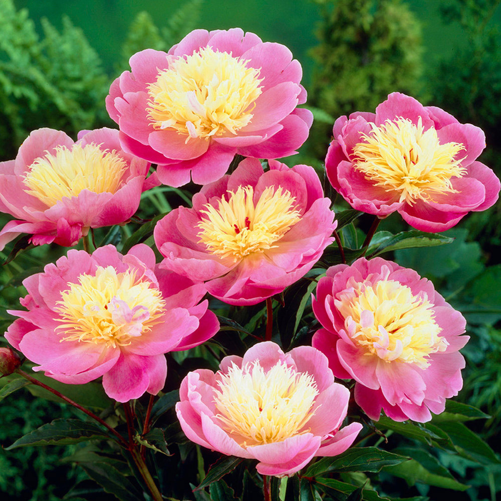 YouGarden Peony Hawaii Bare Root Collection 3 Pack Image 2