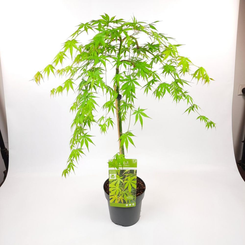 Thompson and Morgan Acer Palmatum Cascade Emerald Plant Pot 3L Image 4