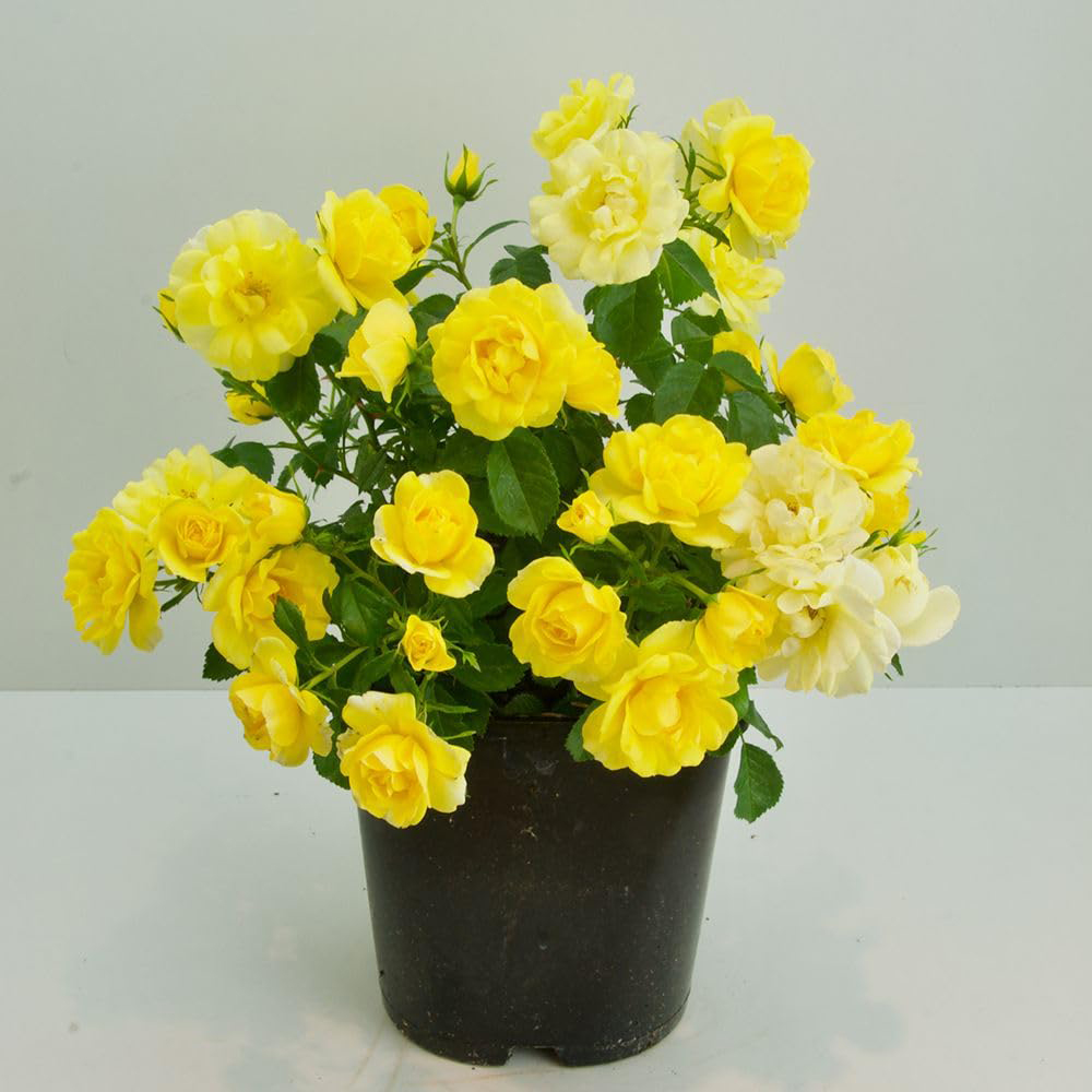 Thompson and Morgan Rosa Isnt She Wonderful Plant Pot 9cm Image 2