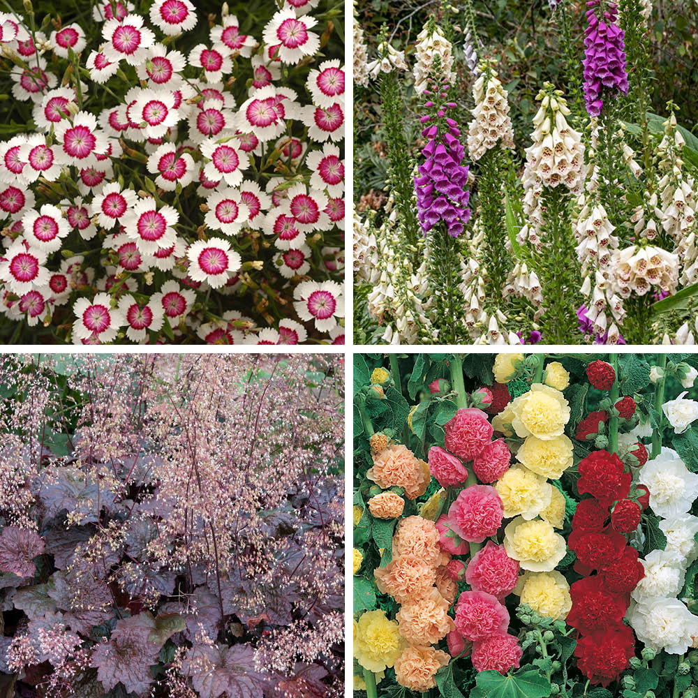 YouGarden Cottage Garden Perennial Collection Plug Plant 12 Pack Image 3