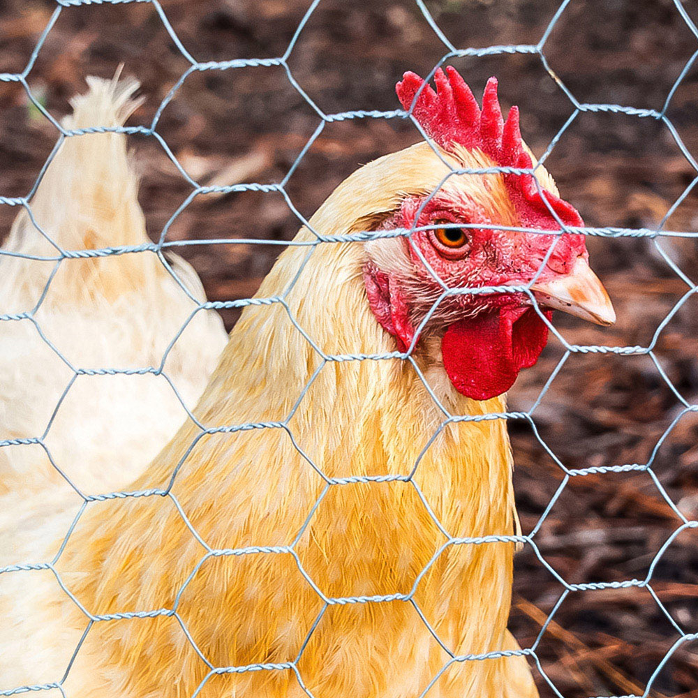 Inspirational Gifting 25mm Galvanised Wire Mesh Chicken Fencing Roll 180 x 50m Image 2