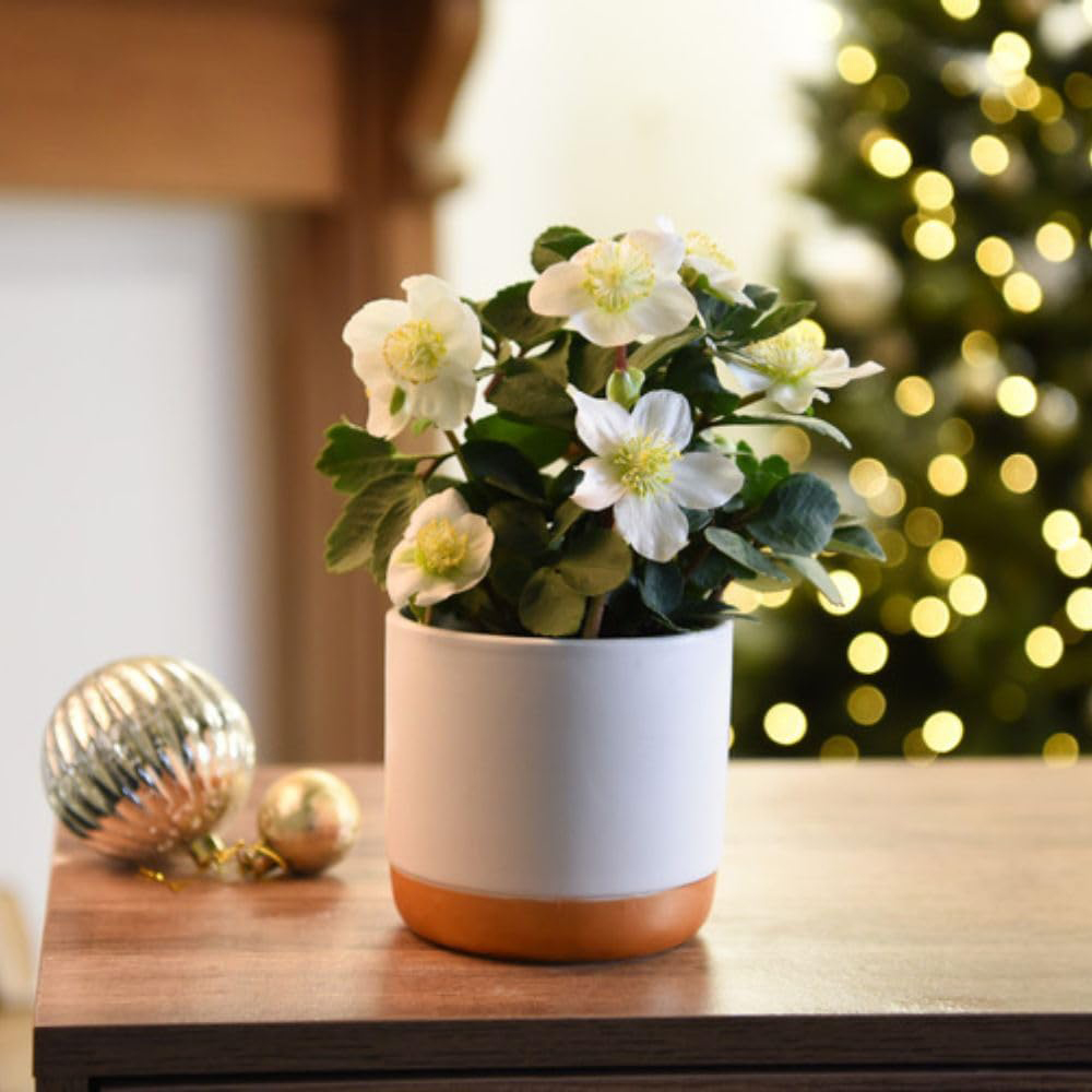 Thompson and Morgan Christmas Gift Helleborus Christmas Carol Plant Pot 12cm 3 Pack Image 8