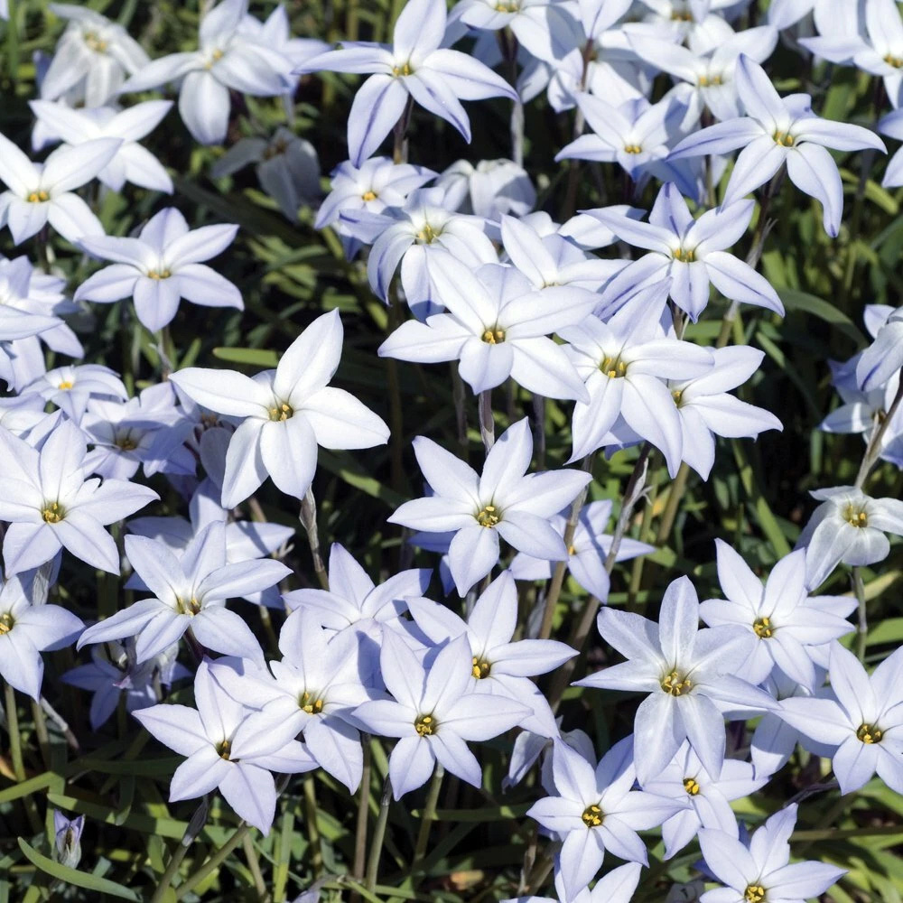 Thompson and Morgan Ipheion Mixed Spring Planting Bulb 40 Pack Image 3
