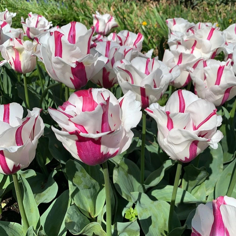 Thompson and Morgan Tulip Alise White and Dark Pink Planting Bulb 16 Pack Image 2