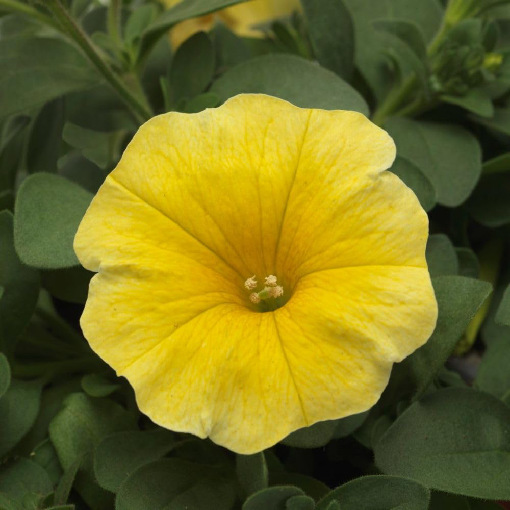 Thompson and Morgan Petunia Yellow Caliburst Petchoa Plant Plugs 72 Pack Image 1