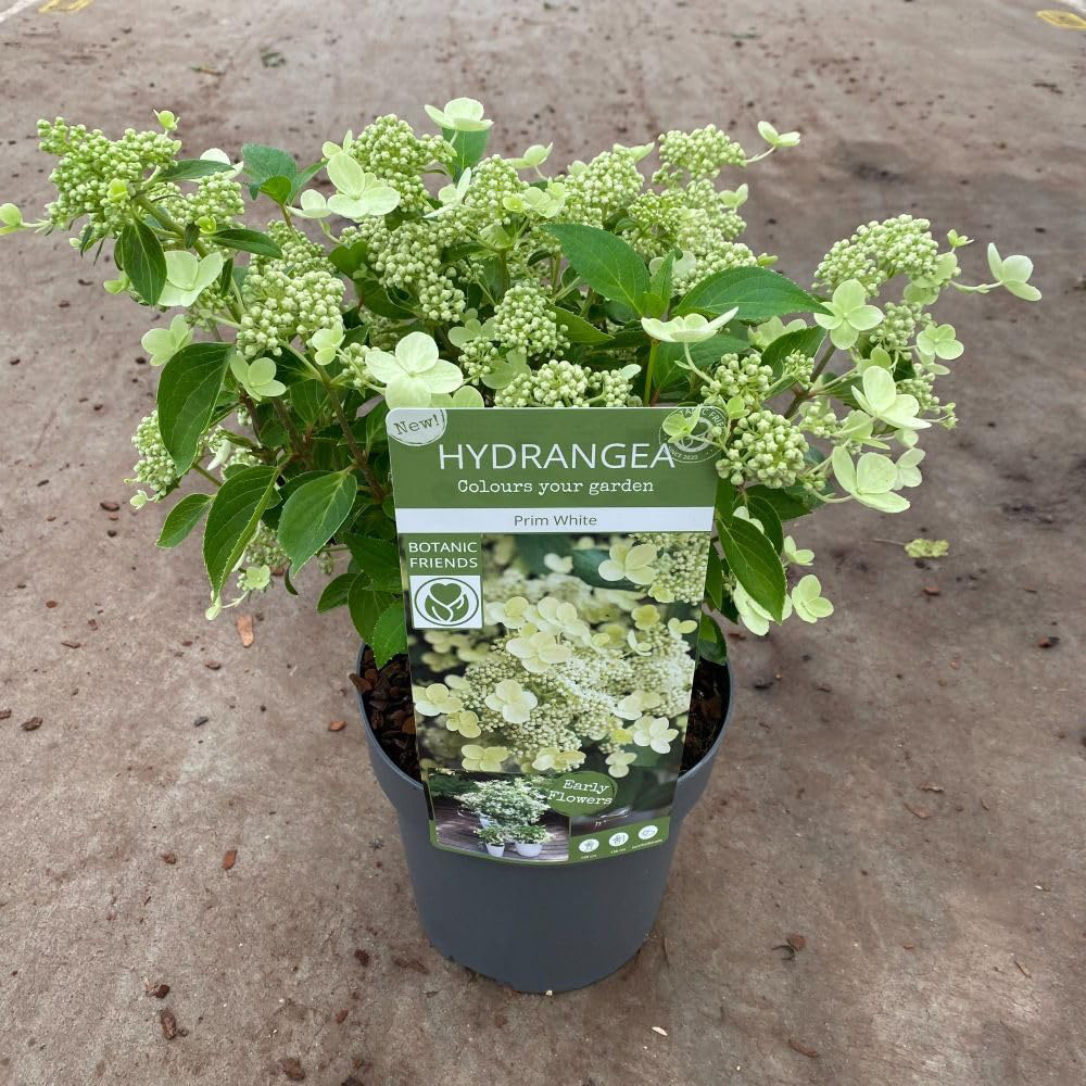 Thompson and Morgan Prim White Hydrangea Paniculata Plant in Pot 3L Image 3