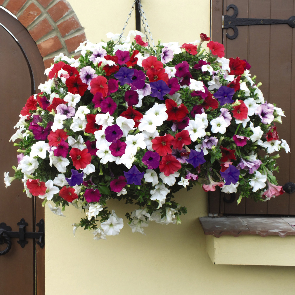 Thompson and Morgan Petunia Surfinia Preplanted Hanging Basket 20cm 2 Pack Image 4