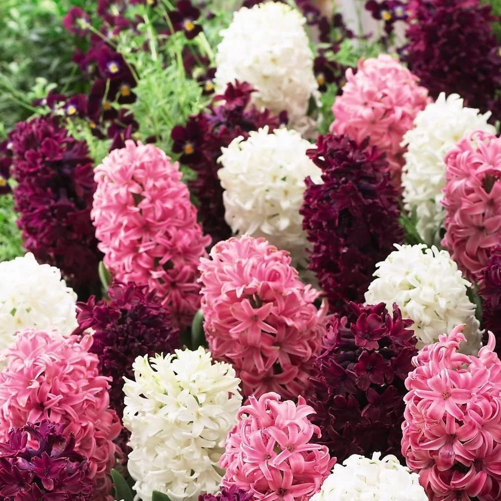 Thompson and Morgan Hyacinth Pretty in Pink Autumn Planting Bulb 32 Pack Image 3