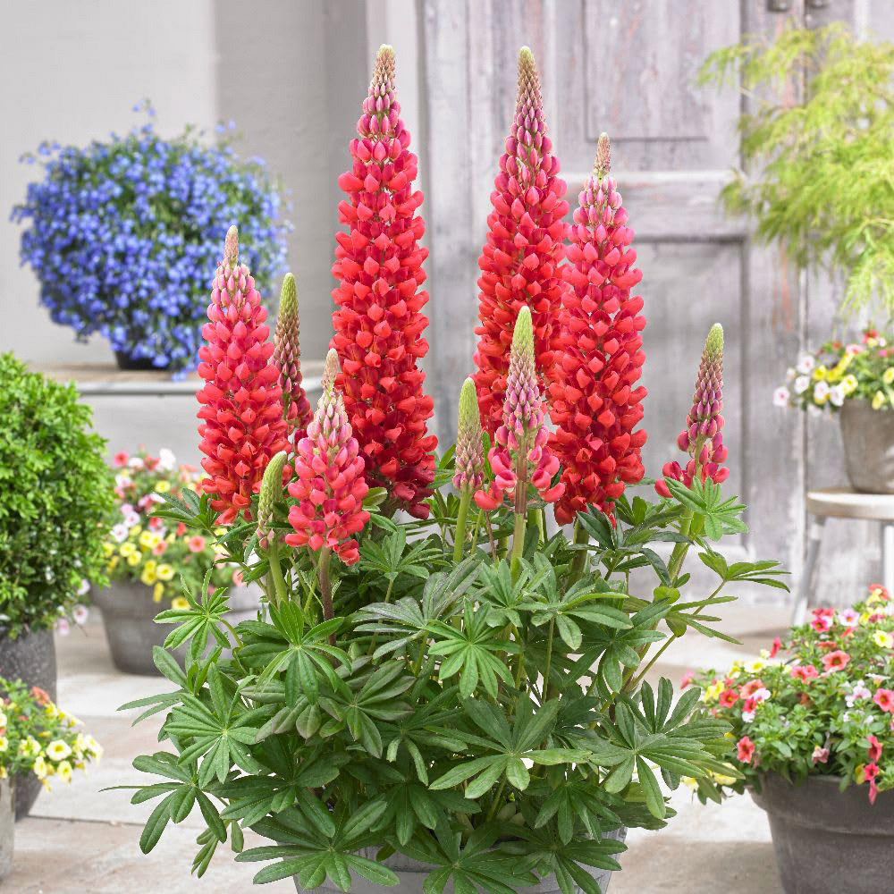 Thompson and Morgan Lupinus West Country Beefeater Plant Pot 9cm 3 Pack Image 2