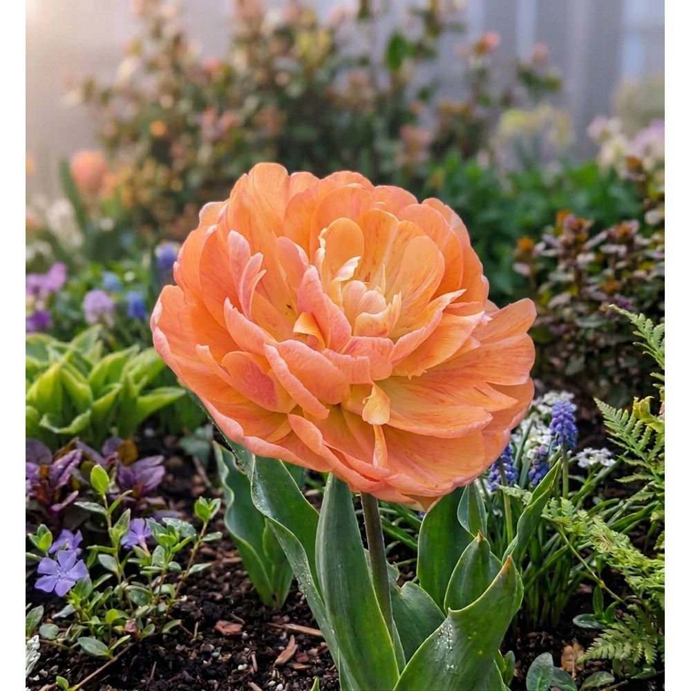 Thompson and Morgan Tulip Big Giant Autumn Planting Bulb 8 Pack Image 4