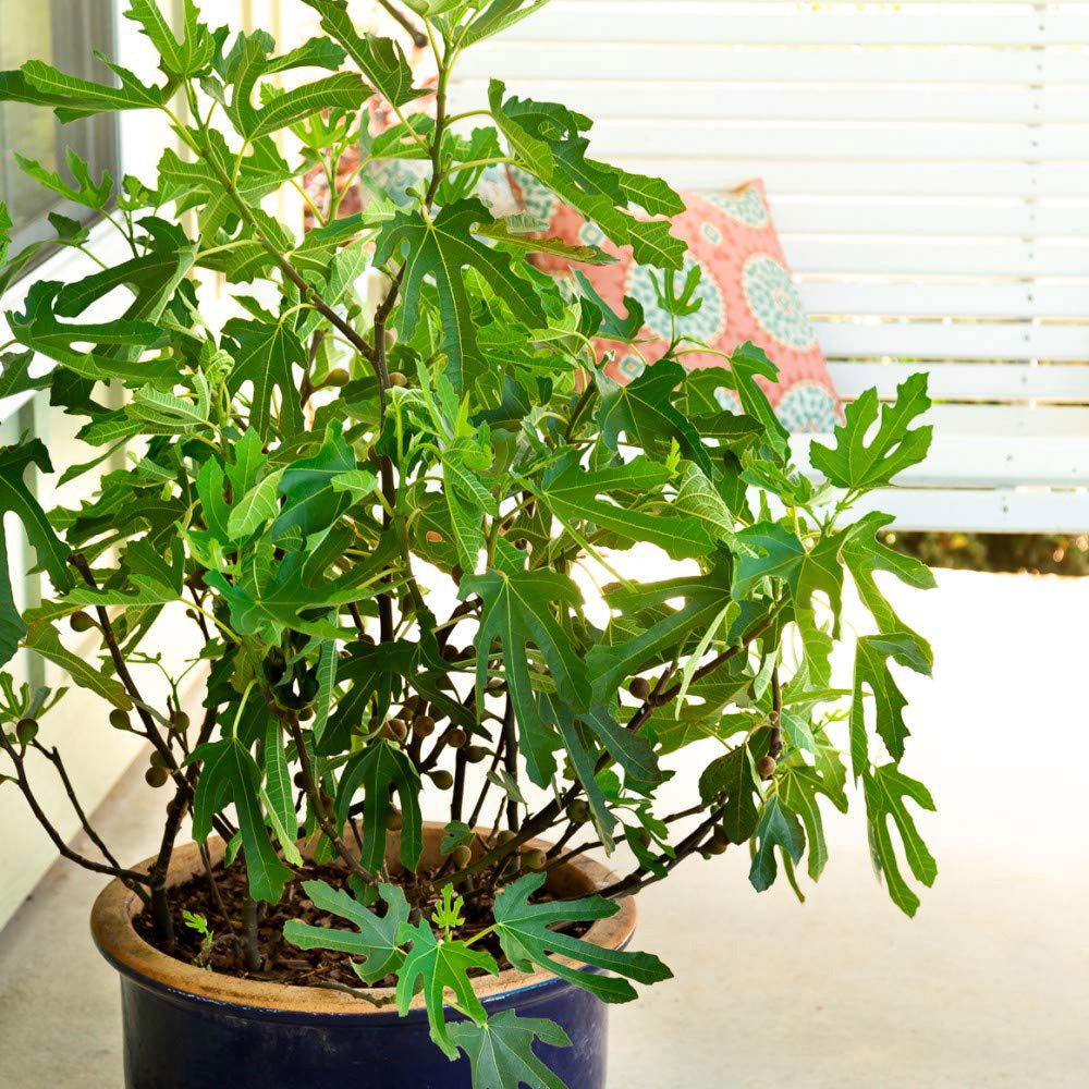 Thompson and Morgan Fig Ficus Little Miss Figgy Plant Pot 9cm Image 2