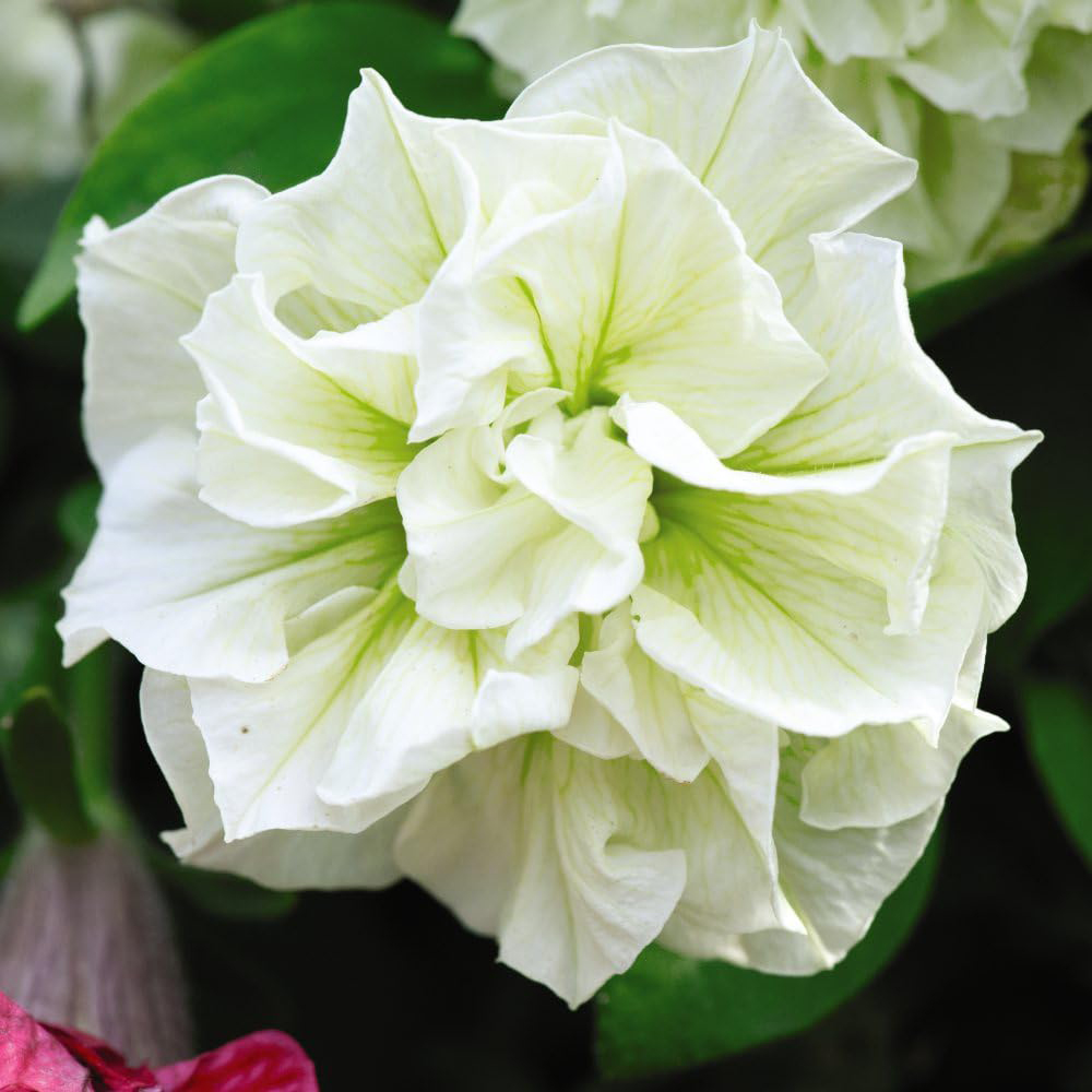 Thompson and Morgan Petunia Tumbelina Frills and Spills Susanna Postiplug Plant 20 Pack Image 1