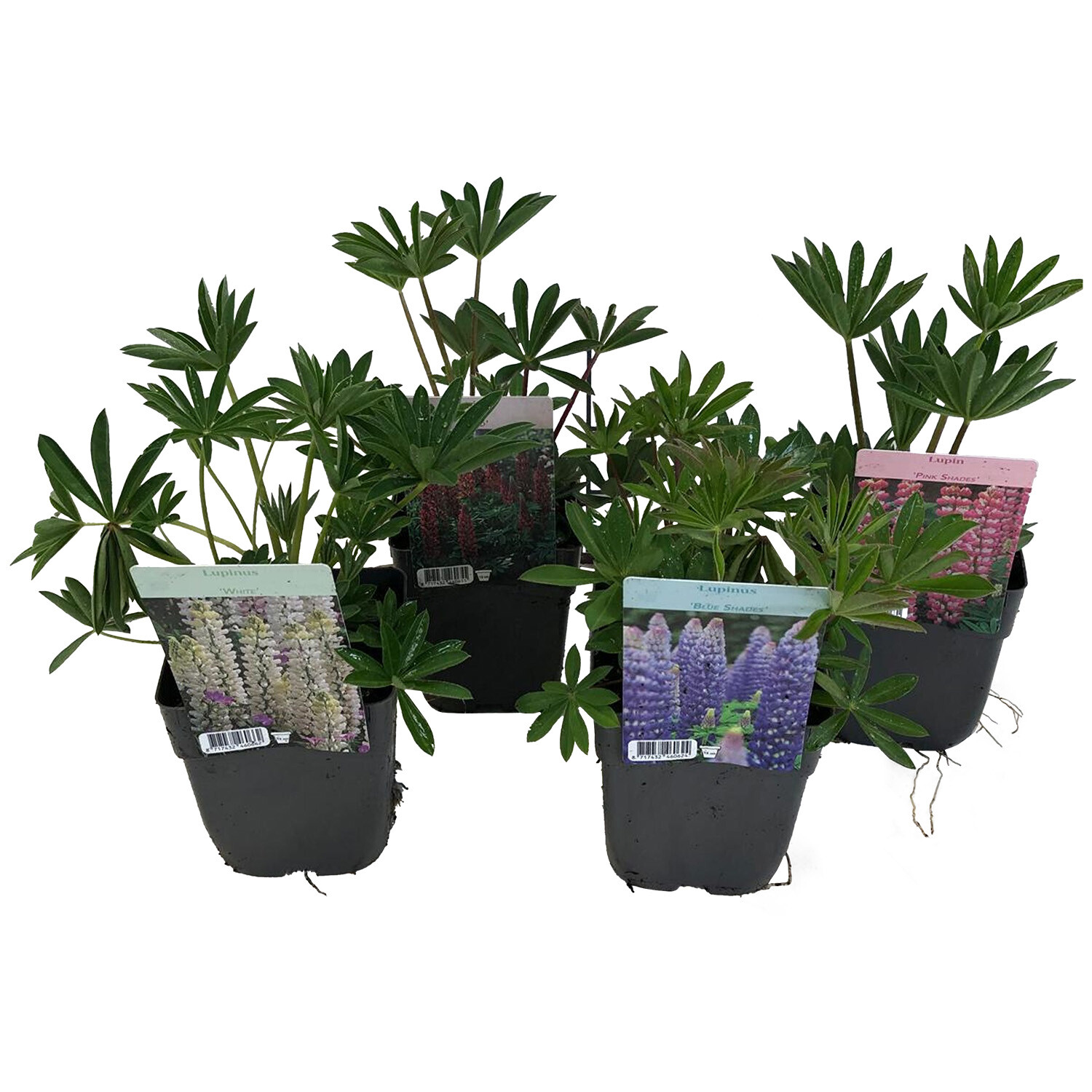 Lupine Mix 13cm - Multicolour Image