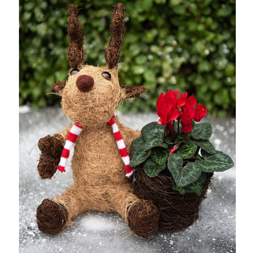 Thompson and Morgan Christmas Gift Cyclamen Red Plant in Cocoa Moose Planter 9cm Image 3