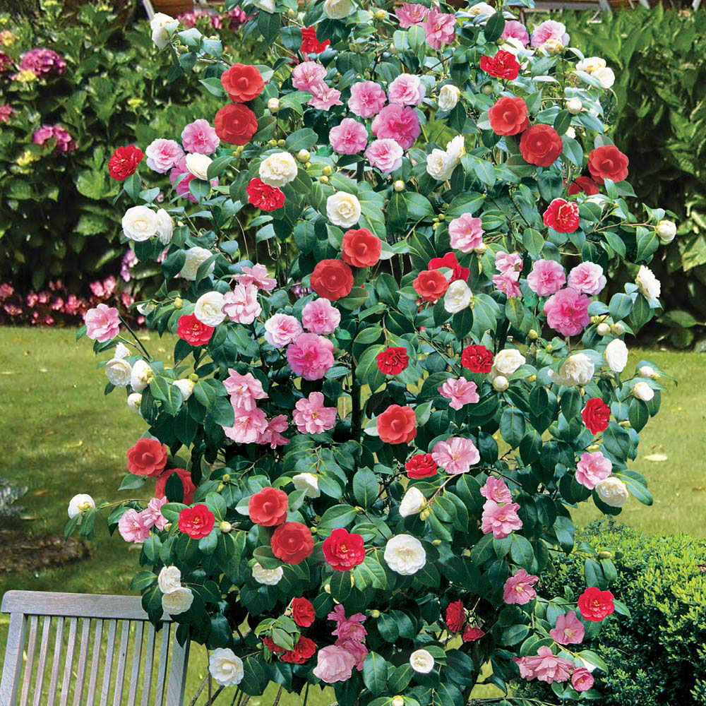Thompson and Morgan Camellia Tricolour Plant Pot 15cm 3 Pack Image 2