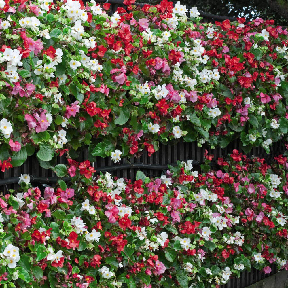 Thompson and Morgan Begonia F1 Giant Lotto Mixed Plant Plug 72 Pack Image 2