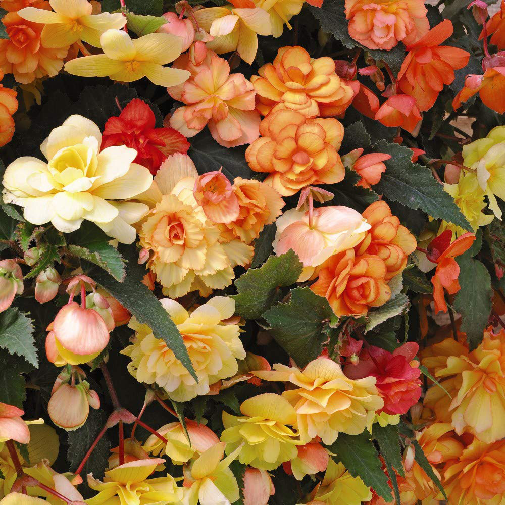 Thompson and Morgan Begonia Apricot Shades Garden Ready Plant 60 Pack Image 1