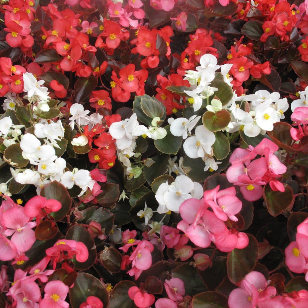Thompson and Morgan Begonia Emperor Mixed Garden Ready Plant 30 Pack Image 3