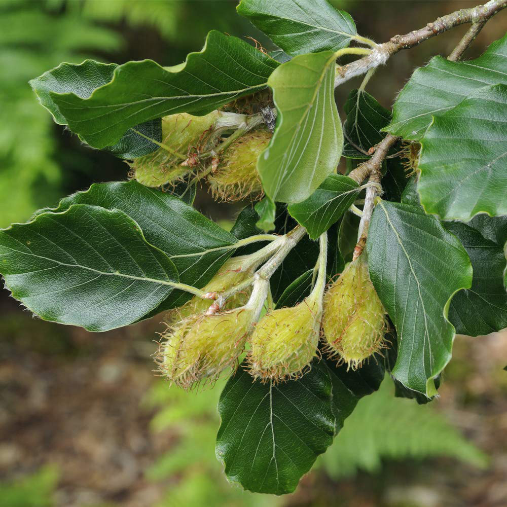 Thompson and Morgan Fagus Sylvatica Green Beech Hedge Bare Root Image 3