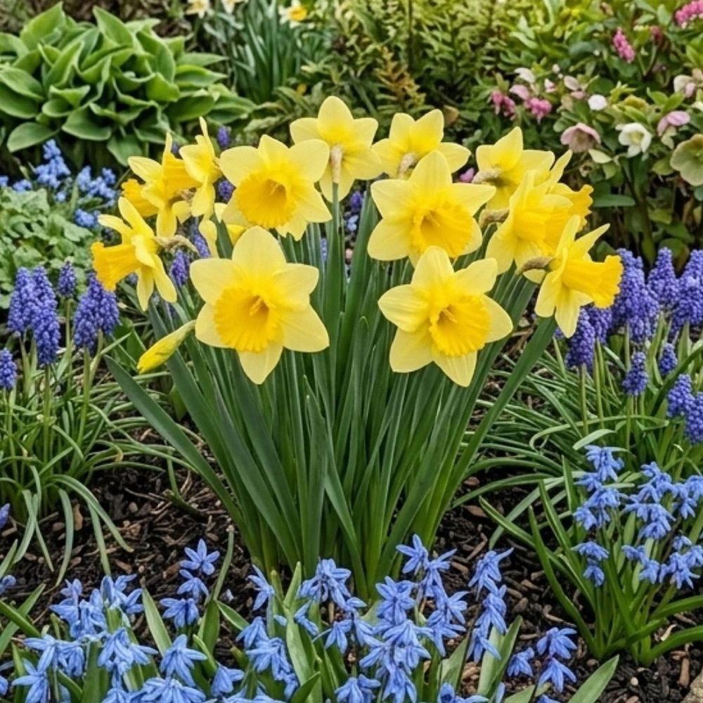 Thompson and Morgan Daffodil Cornish Trelawney Gold Planting Bulb 8 Pack Image 2