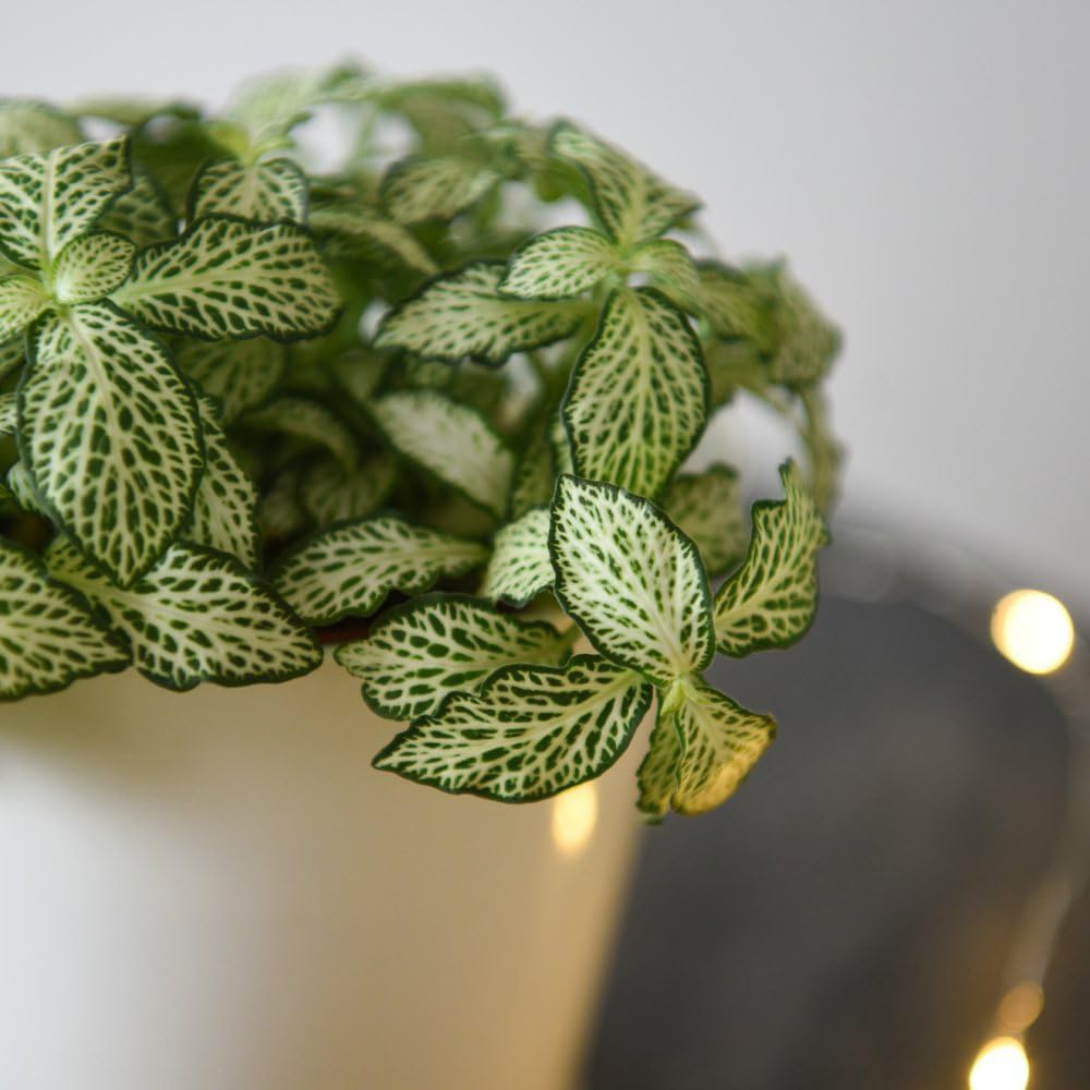 Thompson and Morgan Fittonia Mosaic White Tiger Plant Pot 8.5cm Image 5