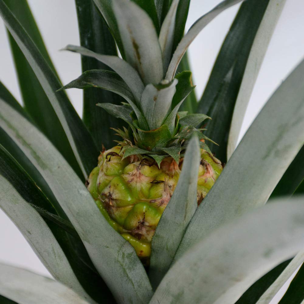 Thompson & Morgan Ornamental Pineapple Potted Plant 12cm Image 4