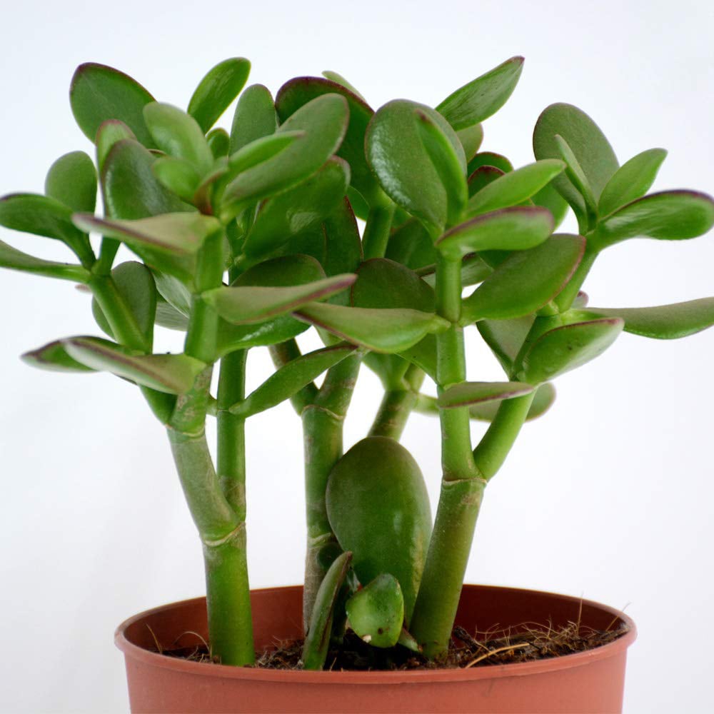 Thompson and Morgan Crassula Ovata Potted Plant 12cm 3 Pack Image 6