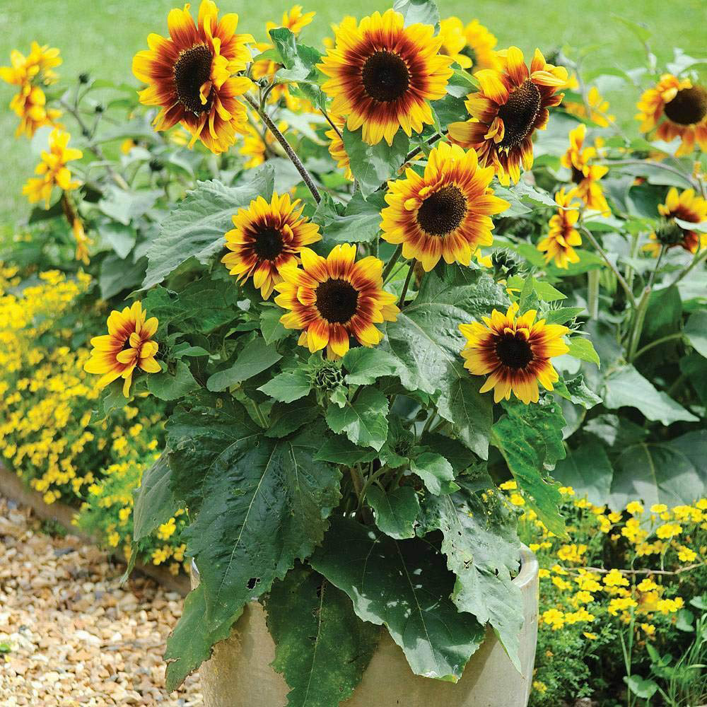 Thompson & Morgan Sunflower Solar Flash F1 Hybrid Seeds Image 2