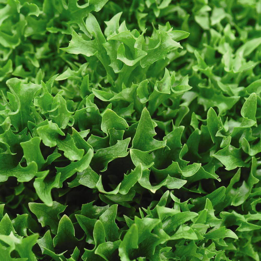 Thompson and Morgan Lettuce Skilton Seeds Image 1
