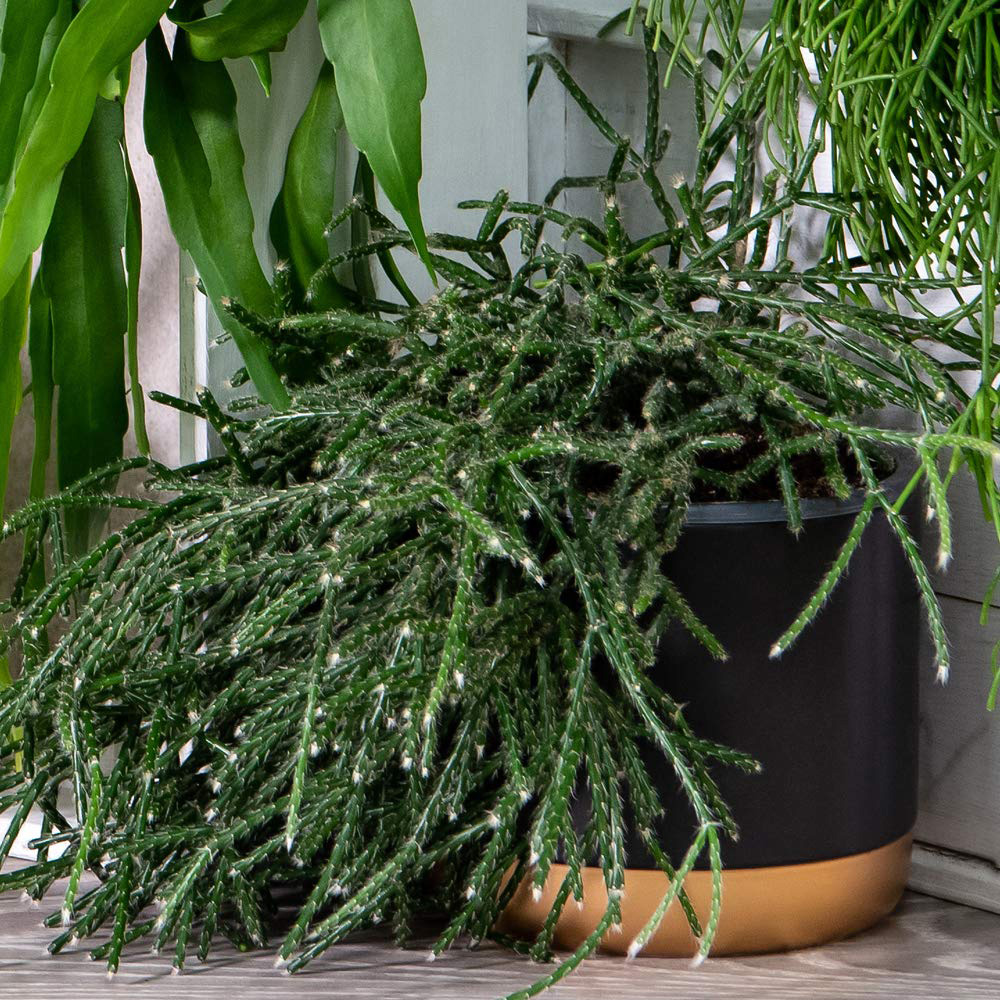 Thompson and Morgan Nurserymans Choice Succulent Hanging Plant Pot 14cm Image 5