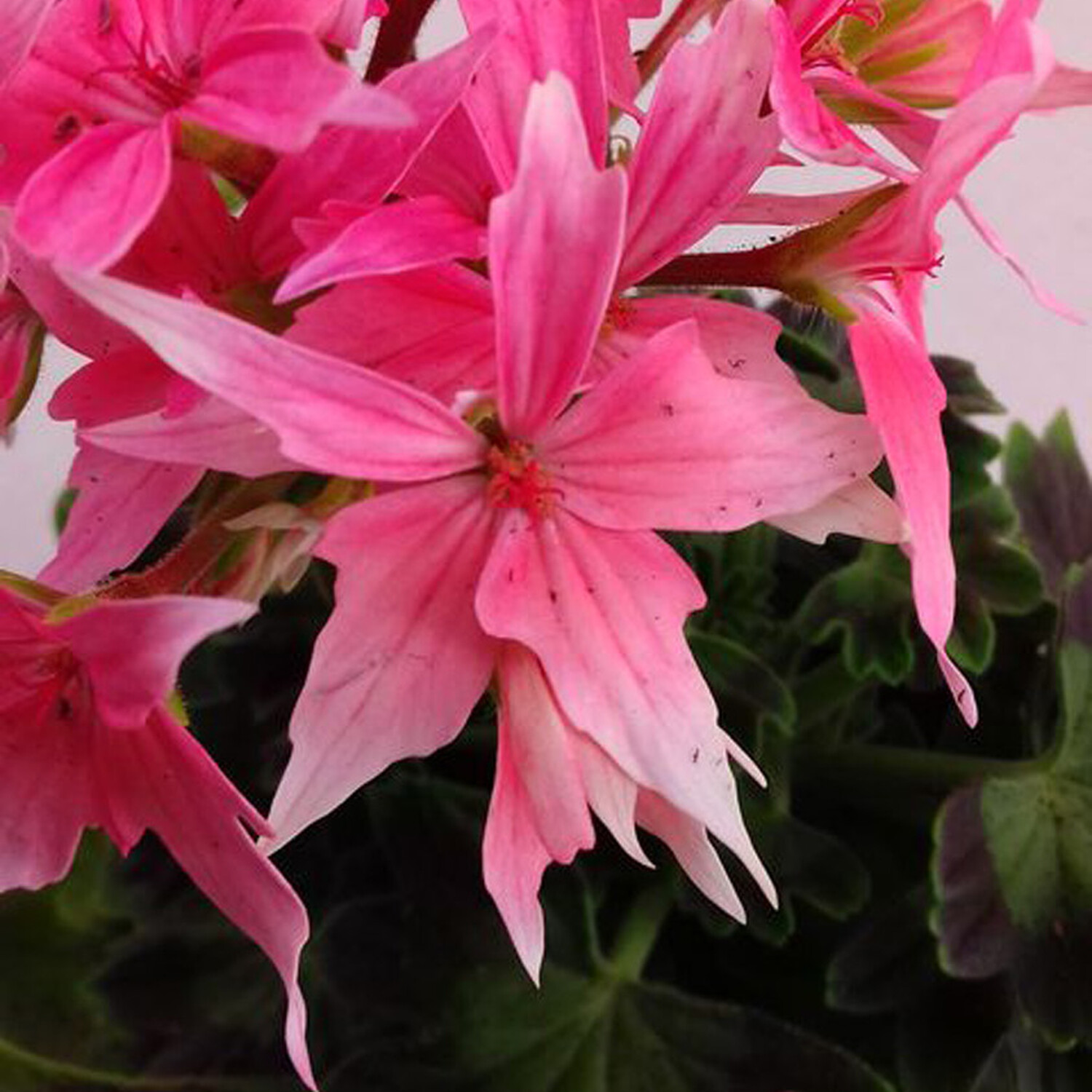 Pink Pelargo Fireworks Pot - Pink Image