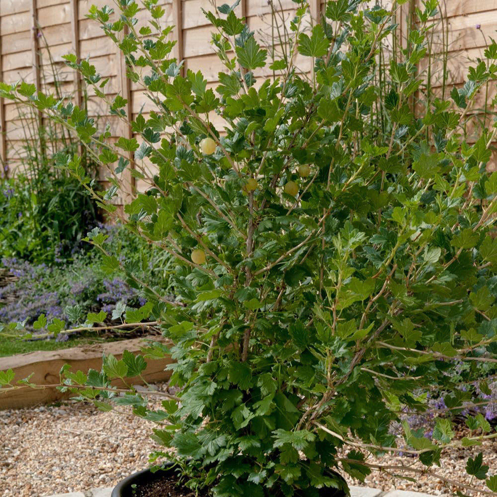 Thompson and Morgan Gooseberry Ribes Uva-Crispa Invicta Plant Pot 2L 2 Pack Image 3