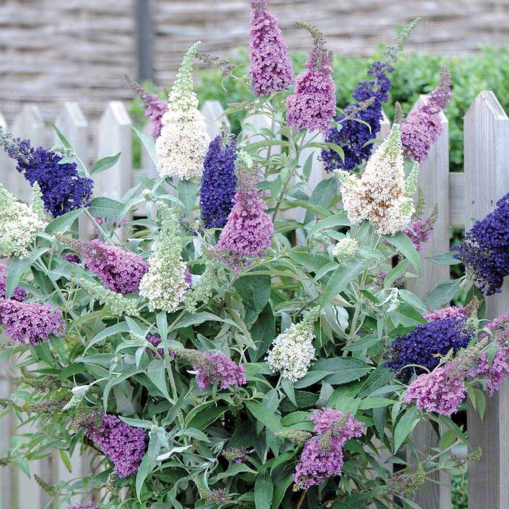 Thompson & Morgan Buddleja Davidii Triple 3 in 1 Plant Pot 12cm Image 2