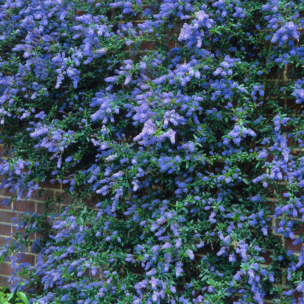YouGarden Ceanothus Trellis Thyrsiflorus Repens Plant Pot 17cm Image 2