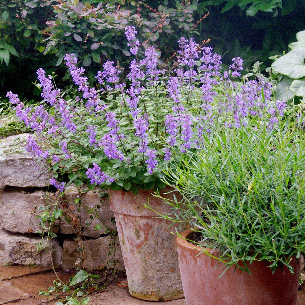 Thompson and Morgan Nepeta Pack Faassenii Purrsian Blue Plant Pot 3L Image 2