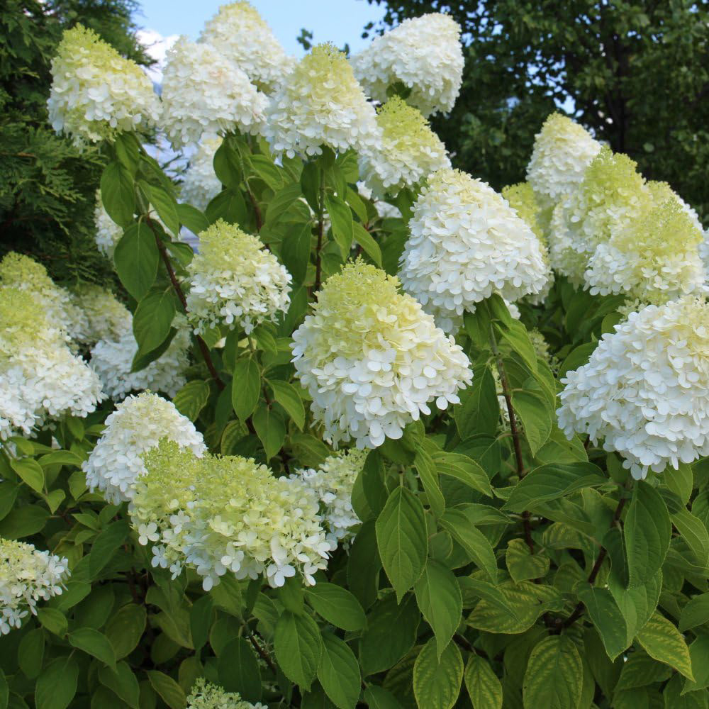 Thompson and Morgan Hydrangea Paniculata Limelight Plant Pot 3.6L 3 Pack Image 7
