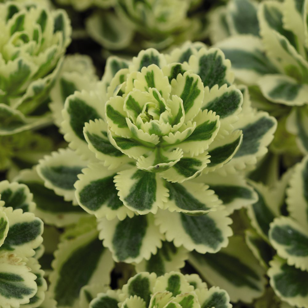 Thompson and Morgan Sedum Atlantis Potted Plant 9cm 5 Pack Image 1