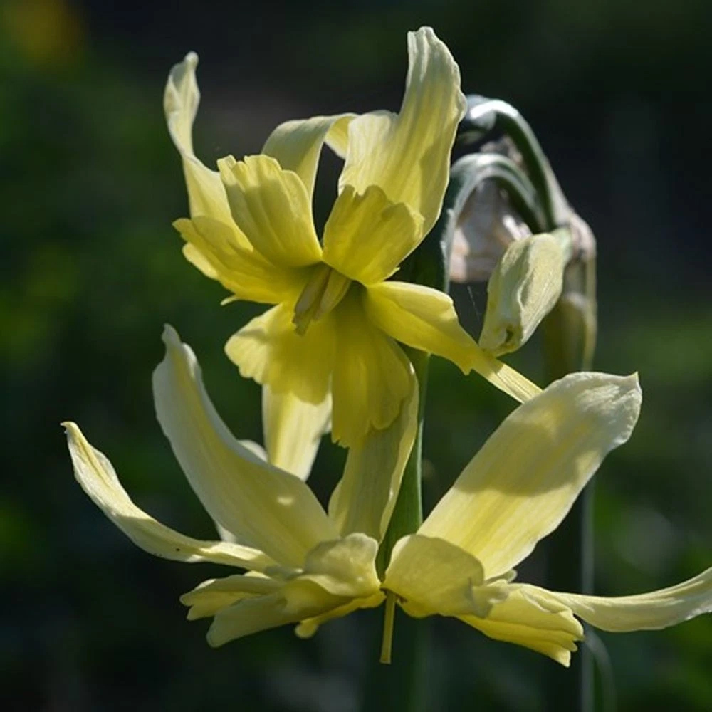 Thompson and Morgan Narcissus Exotic Mystery Lime Yellow Planting Bulb 10 Pack Image 3