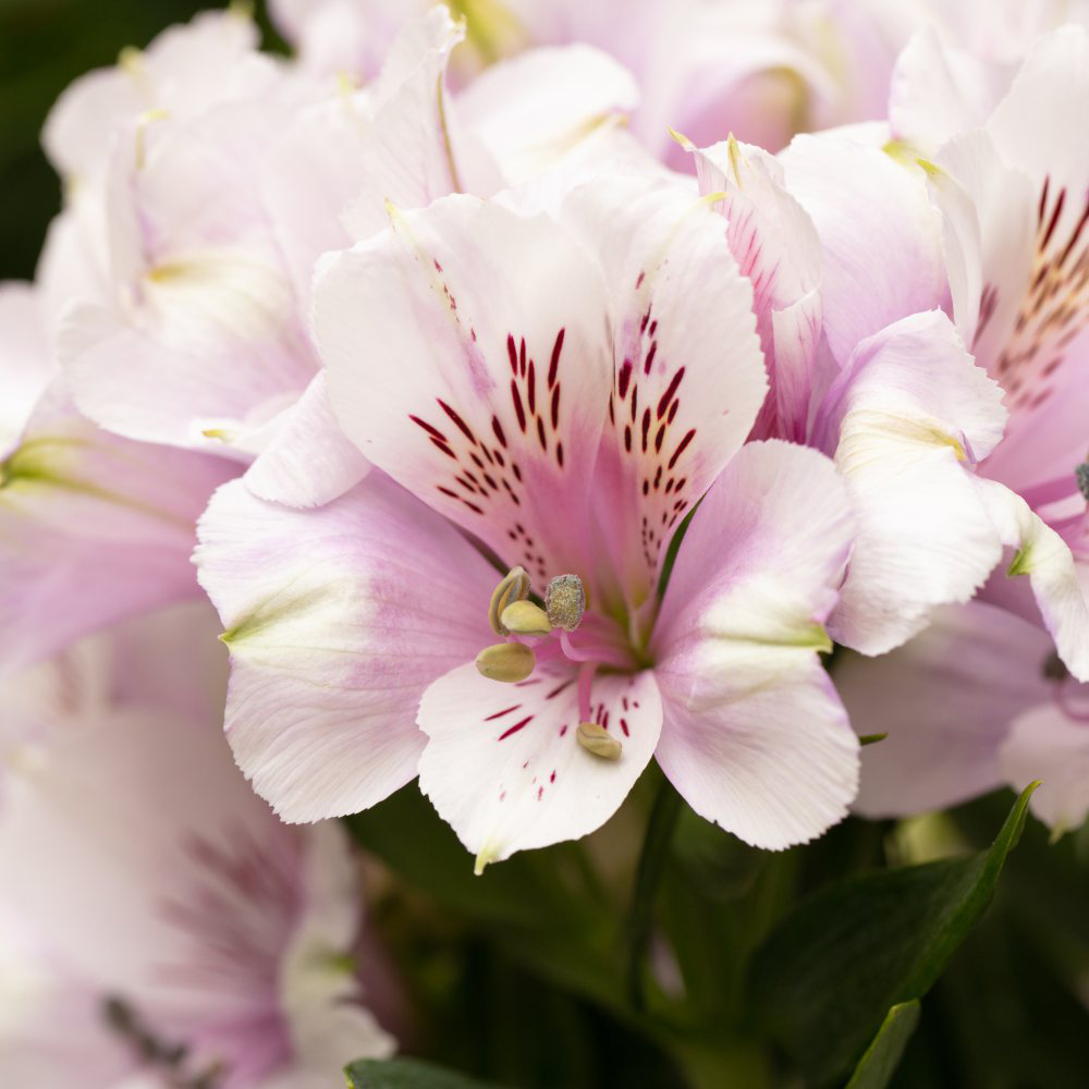 Thompson & Morgan Nurserymans Choice Alstroemeria Choice Mix Jumbo Plant Plug 3 Pack Image 3