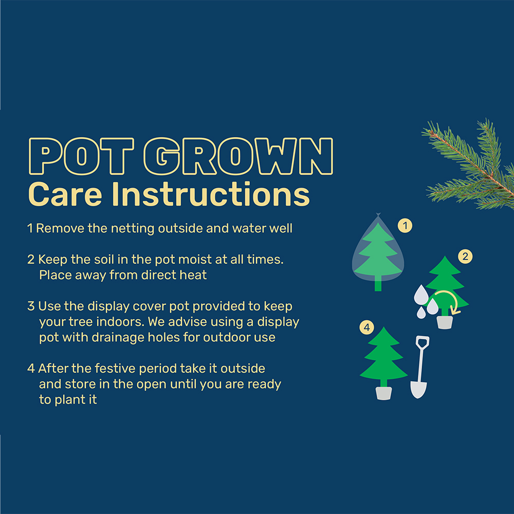 Nordman Fir Pot Grown Real Christmas Tree 3ft Image 3