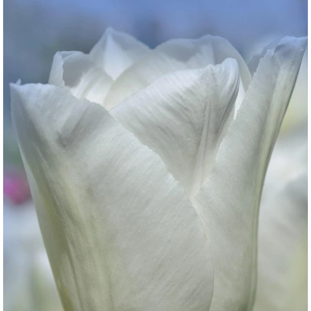 Thompson and Morgan Tulip Single Early White Prince Planting Bulb 32 Pack Image 6